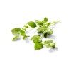 Organic Oregano - 0.5oz - Good & Gather™ -Good & Gather GUEST 17c7008d d469 44fd a9cd c86a6ac7b1fa