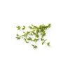 Organic Thyme - 0.5oz - Good & Gather™ 1 Organic Thyme - 0.5oz - Good & Gather™ -Good & Gather GUEST 580f65a9 6587 4f07 9569 643ae9dd4fa0