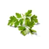 Organic Italian Parsley - 0.5oz - Good & Gather™ -Good & Gather GUEST 821629cd 2eb4 4740 a822 d658e1296c5d