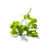 Organic Cilantro - 0.5oz - Good & Gather™ 1 Organic Cilantro - 0.5oz - Good & Gather™ -Good & Gather GUEST c90394f7 ec55 4ab6 a7e6 3264875f46bd
