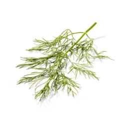 Organic Dill - 0.5oz - Good & Gatherâ„¢